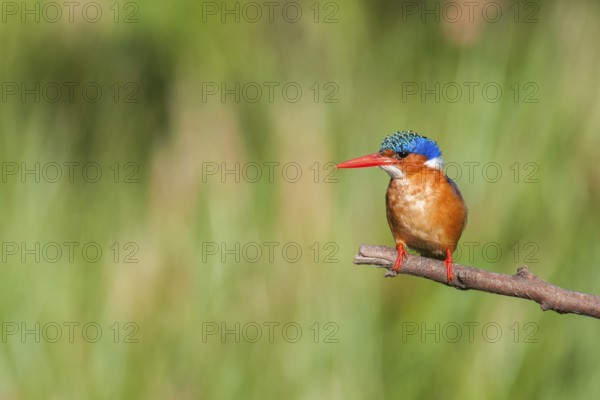 Malachite Kingfisher (Corythornis cristatus), Western Cape, South Africa
