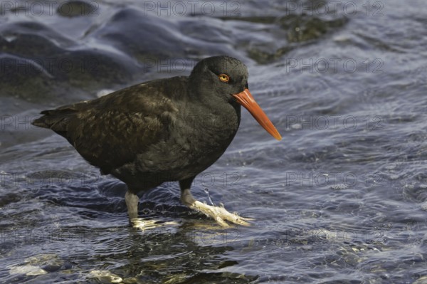 Blackish Oystercatcher (Haematopus ater), Falkland Islands
