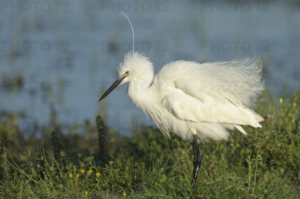 Seidenreiher (Egretta garzetta) Little Egret