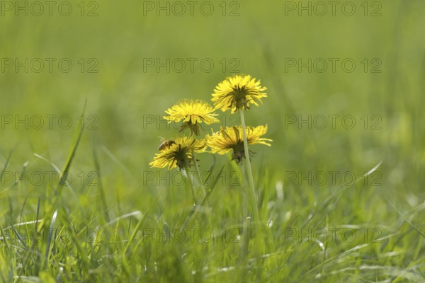 Dandelion Flower on the Green Field with Grass and a Bee in a Sunny Summer Day in Locarno, Ticino, Switzerland