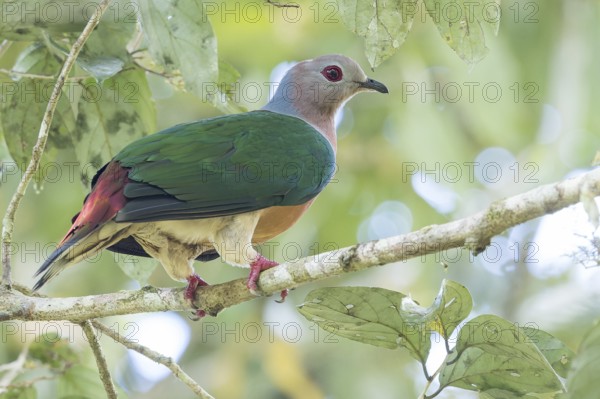 Purple-tailed Imperial Pigeon (Ducula rufigaster) perched on a branch in Papua New Guinea