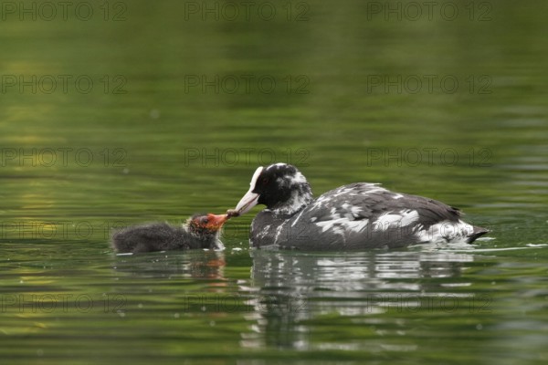 Eurasian Coot (Fulica atra) juvenile, St. Gallen, Switzerland