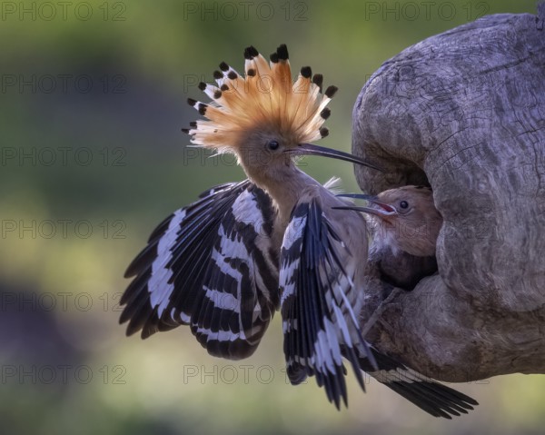 Eurasian Hoopoe (Upupa epops) feeding chick in breeding cavity, Saxony-Anhalt, Germany