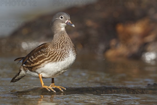Mandarin Duck (Aix galericulata), Baden-Wuerttemberg, Germany