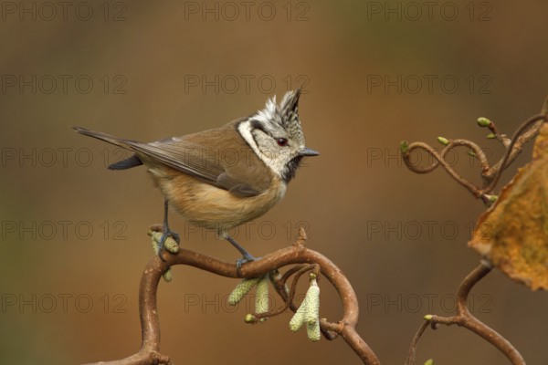 European Crested Tit (Lophophanes cristatus), Utrecht, Netherlands