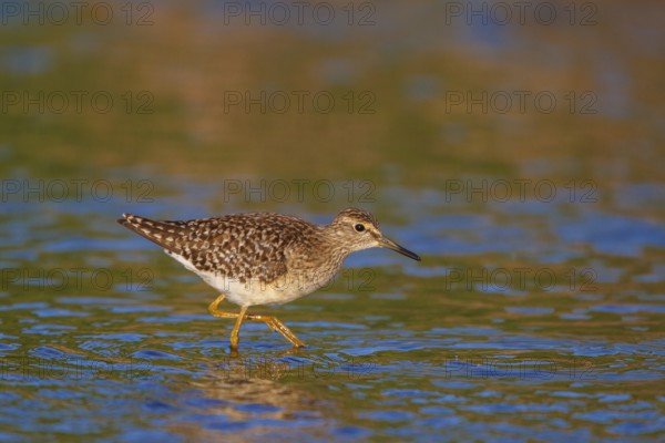 Wood Sandpiper (Tringa glareola), Greece