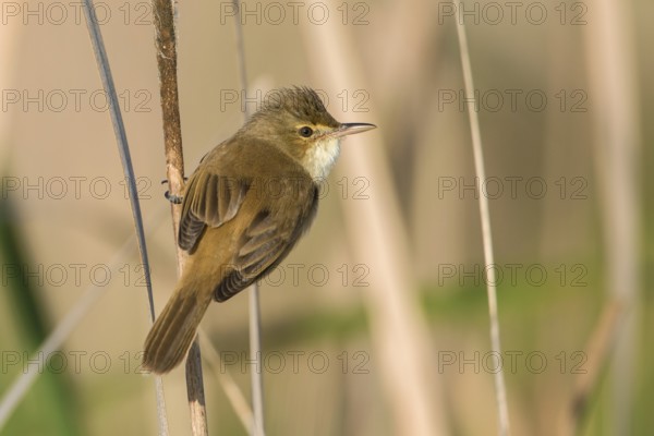 Australian Reed Warbler (Acrocephalus australis) perched on a reed stalk, Victoria, Australia