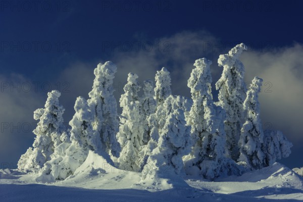 Snow-covered montane forest under rising sun at dawn, Brocken, Saxony-Anhalt, Germany