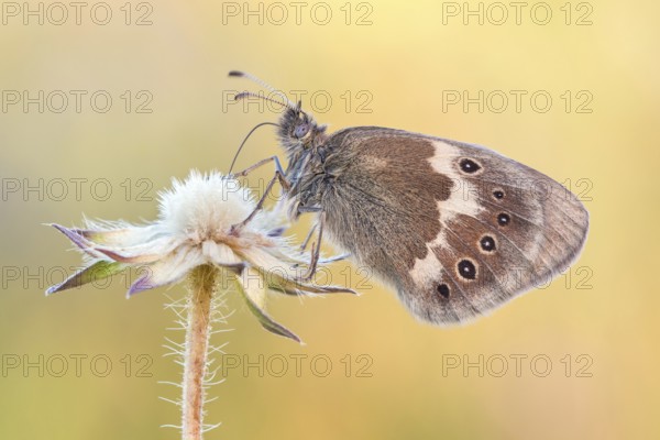 Das Große Wiesenvögelchen (Coenonympha tullia)