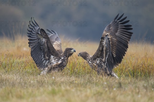 White-tailed Eagle (Haliaeetus albicilla), Kutno, Poland