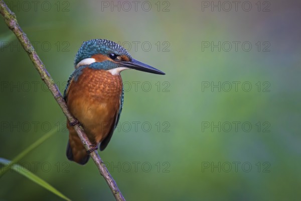 Common Kingfisher (Alcedo atthis) male perched on a twig, Saxony-Anhalt, Germany