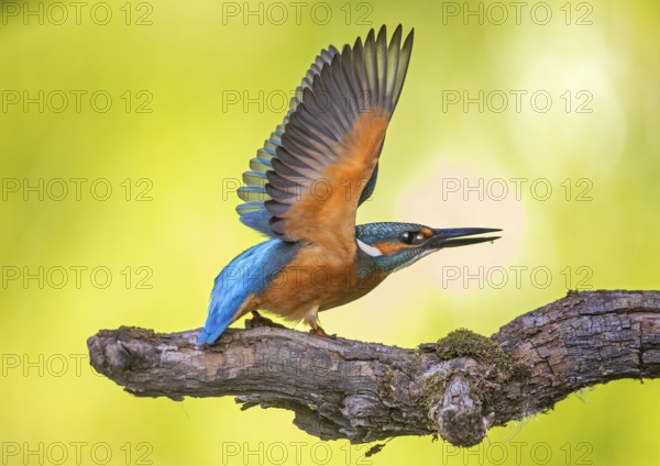 Common Kingfisher (Alcedo atthis) perched on a branch, Saxony-Anhalt, Germany