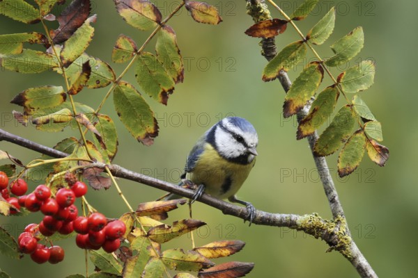Eurasian Blue Tit (Cyanistes caeruleus), Lower Saxony, Germany