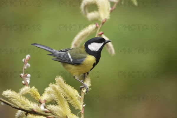 Great Tit (Parus major), Lower Saxony, Germany