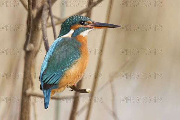 Common Kingfisher (Alcedo atthis) female, Hesse, Germany