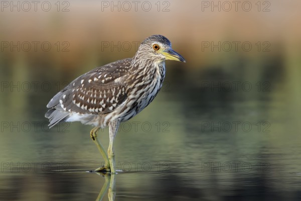 Black-crowned Night Heron (Nycticorax nycticorax) juvenile, Nahsholim, Israel