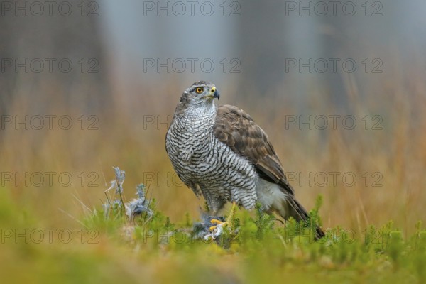 Bird of prey Goshawk with killed Eurasian Magpie on the grass in green forest. Wildlife scene from the forest. Animal behavior in Europe, Slovakia