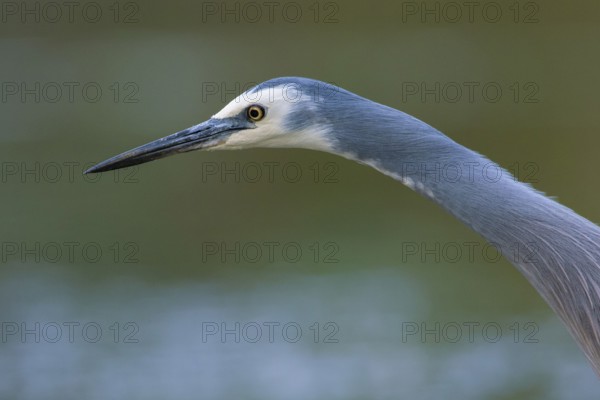 White-faced Heron (Egretta novaehollandiae), Victoria, Australia
