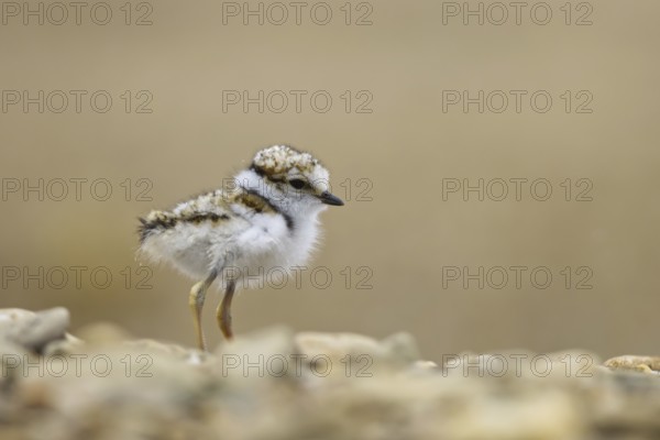 Little Ringed Plover (Charadrius dubius) chick, North Rhine-Westphalia, Germany