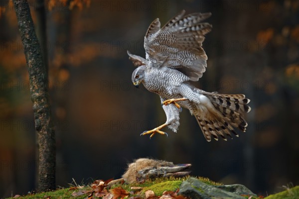 Goshawk flying, bird of prey with open wings with evening sun back light, nature forest habitat, Germany. Wildlife scene from autumn nature. Bird fly landing pn tree trunk in orange vegetation