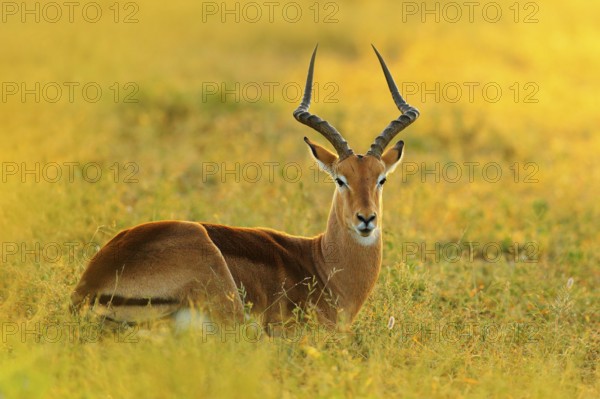 Beautiful impala in the grass with evening sun. Animal in the nature habitat. Sunset in Africa wildlife. Implala antelope lying in the grass savannah, Kruger NP, South Africa