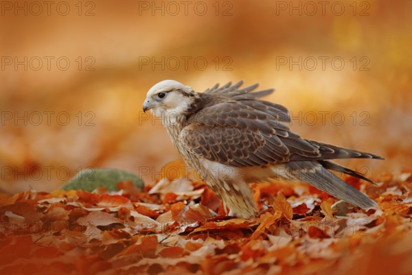 Lanner Falcon, Falco biarmicus, Africa rare bird of prey with orange leaves branch in autumn forest, Spain. Wildlife scene from nature. Autumn in orange forest. Red leaves in forest