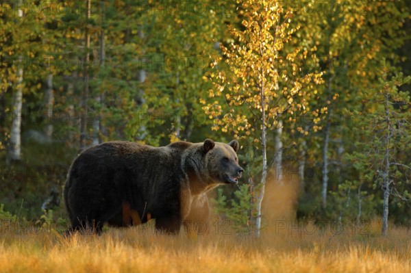 Autumn wood with bear. Beautiful brown bear walking around lake with autumn colours. Dangerous animal in nature meadow habitat. Wildlife scene, Finland. Brown bear hidden in yellow pine birch forest