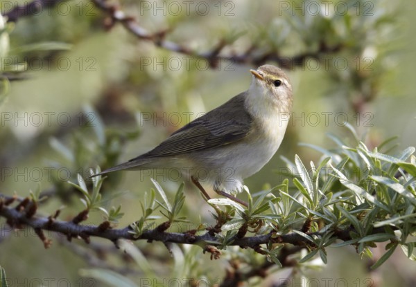 Willow Warbler (Phylloscopus trochilus), Schleswig-Holstein, Germany