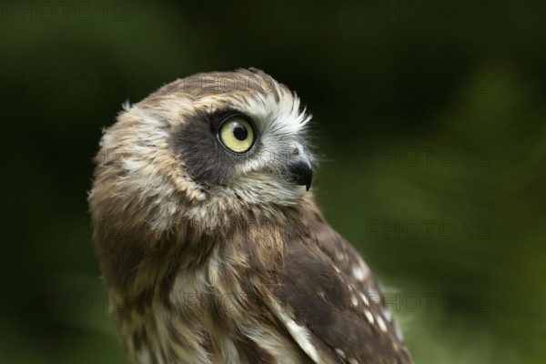Morepork (Ninox novaeseelandiae) juvenile, captive, Germany