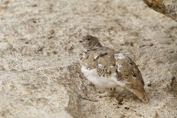 White-tailed Ptarmigan (Lagopus leucura), California, USA