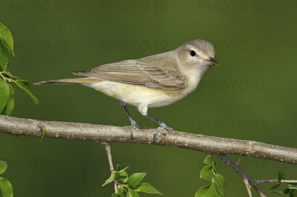 Warbling Vireo (Vireo gilvus), Texas, USA