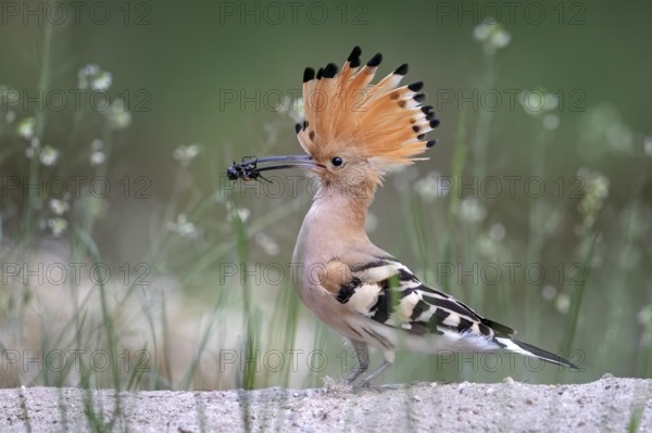Eurasian Hoopoe (Upupa epops) perched on the ground with insect in beak, Serbia