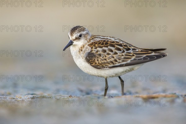 Little Stint (Calidris minuta) foraging, Poland