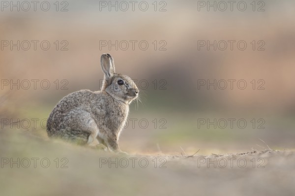 European Rabbit (Oryctolagus cuniculus) resting, Texel, Netherlands