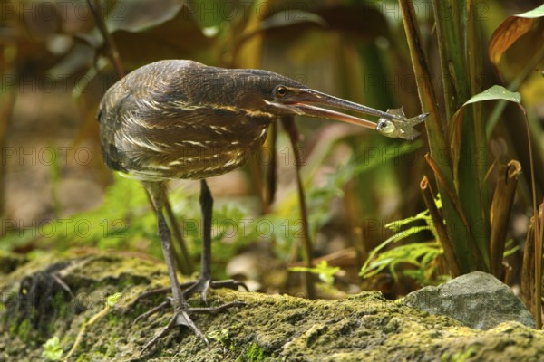 Black Bittern (Dupetor flavicollis), Singapore