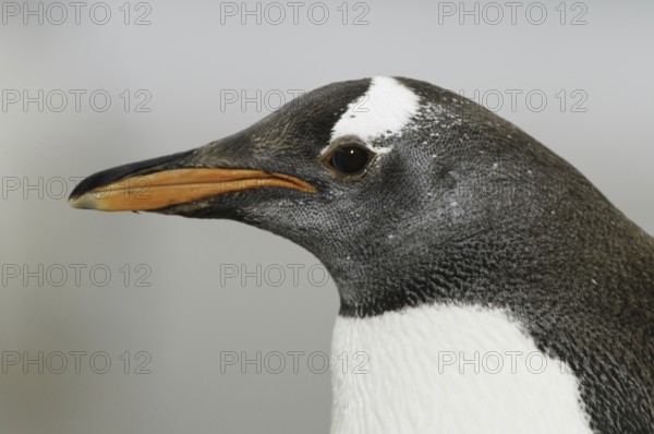 Gentoo Penguin (Pygoscelis papua), Falkland Islands