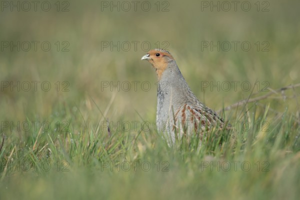 Grey Partridge (Perdix perdix) perched in grass field, North Rhine-Westphalia, Germany