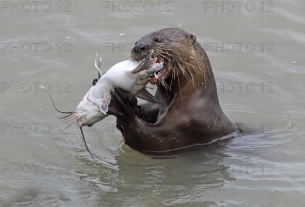 Smooth-coated Otter (Lutrogale perspicillata) feeding on a catfish near Straits Quay Marina, Penang, Malaysia
