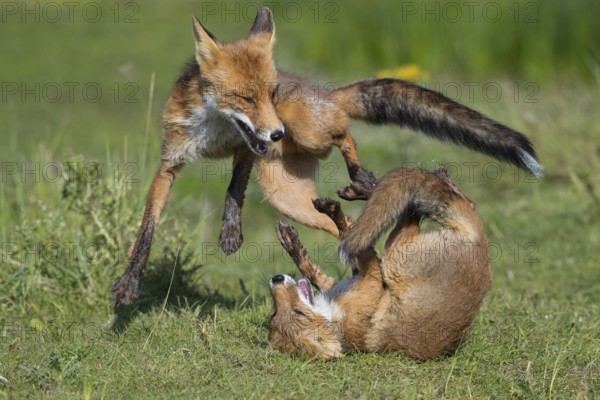 Red Fox (Vulpes vulpes) two young fighting and playing in grassland, Netherlands