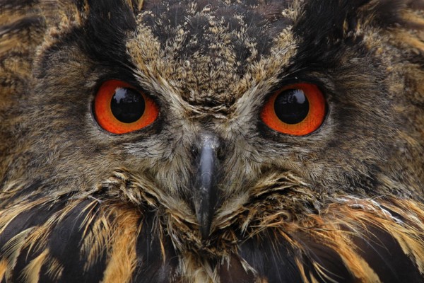 Detail face portrait of bird, big orange eyes and bill, Eagle Owl, Bubo bubo, rare wild animal in the nature habitat, Germany