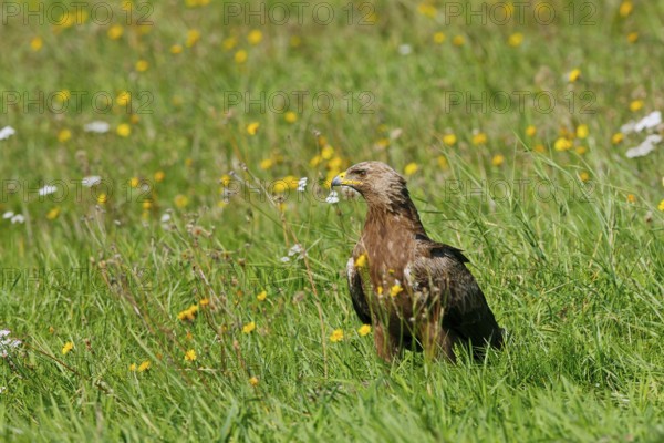 Lesser Spotted Eagle (Clanga pomarina), Mecklenburg-Western Pomerania, Germany