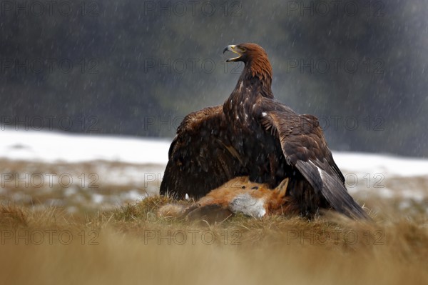 Golden Eagle feeding on killed Red Fox in the forest during rain and snowfall. Bird behaviour in the nature. Feeding scene with big bird of prey, eagle with catch, Poland