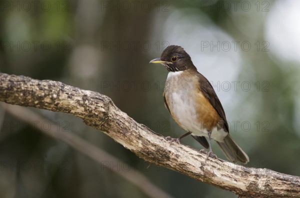 White-necked Thrush (Turdus albicollis), Sao Paulo, Braszil