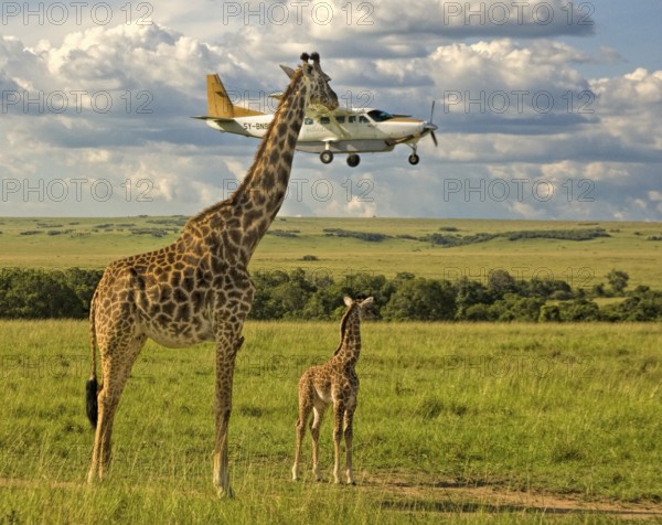 Masai Giraffe (Giraffa camelopardalis tippelskirchi) adult and young watching low-flying plane, Masai Mara, Kenya