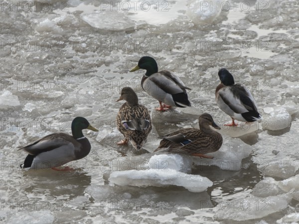 Mallard (Anas platyrhynchos) group on ice, Hamburg, Germany