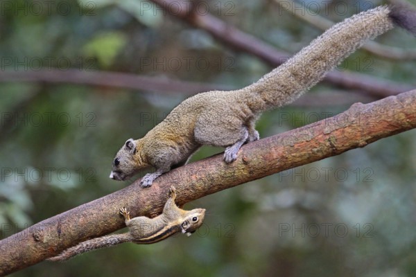 Himalaya-Streifenhörnchen (Tamiops mcclellandii) mit Graubauchhörnchen (Callosciurus caniceps) stehen zusammen auf Baumstamm nebeneinander und kopfüber, Kaeng Krachan Nationalpark, Thailand