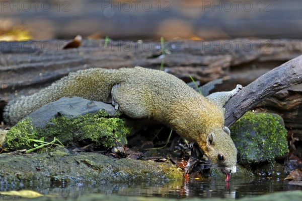 Graubauchhörnchen (Callosciurus caniceps) an Wasserstelle im Regenwald trinkend, Kaeng Krachan National Park, Thailand
