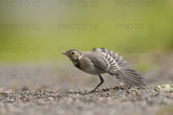 White Wagtail (Motacilla alba) juvenile, St. Gallen, Switzerland