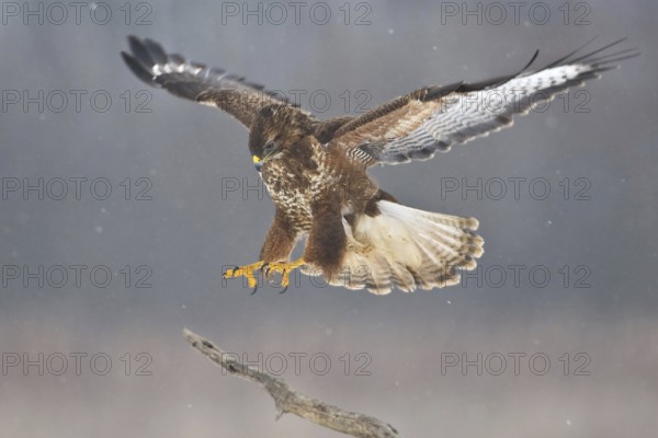 Common Buzzard (Buteo buteo), Saxony, Germany