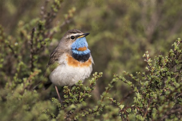 Bluethroat - Blaukehlchen - Cyanecula svecica ssp. saturatior, Kyrgyzstan, adult male
